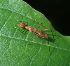 Grammicomyia