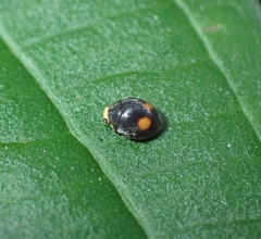 Cryptogonus orbiculus