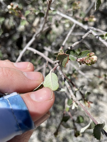 Malacomeles pringlei, photograph 5