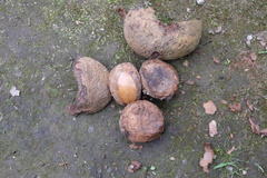 Pouteria capacifolia