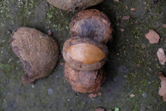 Pouteria capacifolia