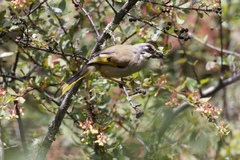 Trochalopteron variegatum