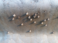 Apterona helicoidella