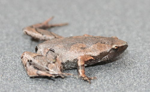 Elegant Narrow-mouthed Toad