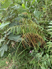 Stenochlaena palustris