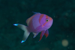 Pseudanthias pleurotaenia