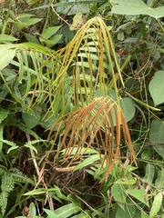 Stenochlaena palustris