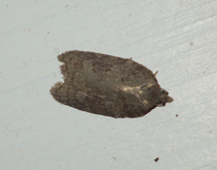 Acleris sparsana