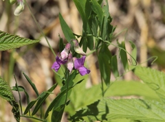 Lathyrus palustris pilosus