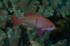 Pseudanthias cooperi