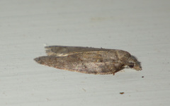 Acleris sparsana