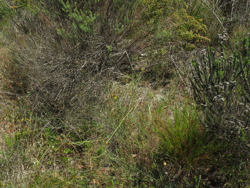 Image of Lebeckia contaminata by (c) Jeremy Gilmore, some rights reserved (CC BY)