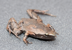 Elegant Narrowmouth Toad photo 5