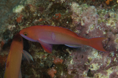 Pseudanthias cooperi