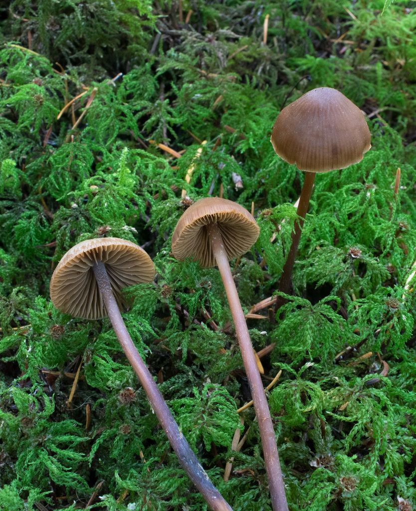 Phaeocollybia phaeogaleroides