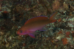 Pseudanthias cooperi