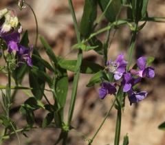 Lathyrus palustris pilosus