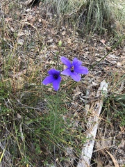 Cheiranthera linearis