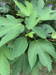 Ficus grossularioides