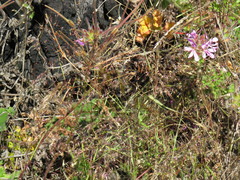 Pentameris airoides airoides