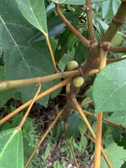 Ficus grossularioides