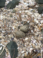 Haematopus longirostris