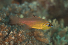 Ostorhinchus apogonoides