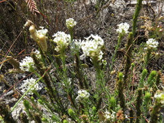 Dischisma ciliatum ciliatum