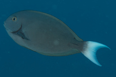 Acanthurus thompsoni