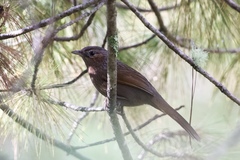 Trochalopteron lineatum