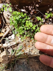 Adiantum atroviride