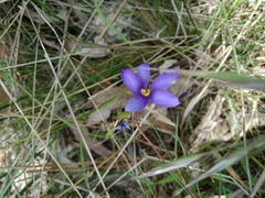 Cheiranthera alternifolia