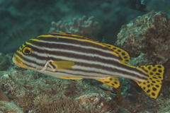 Plectorhinchus vittatus