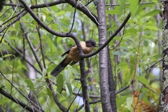 Heterophasia capistrata