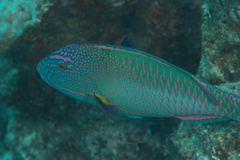 Cetoscarus ocellatus