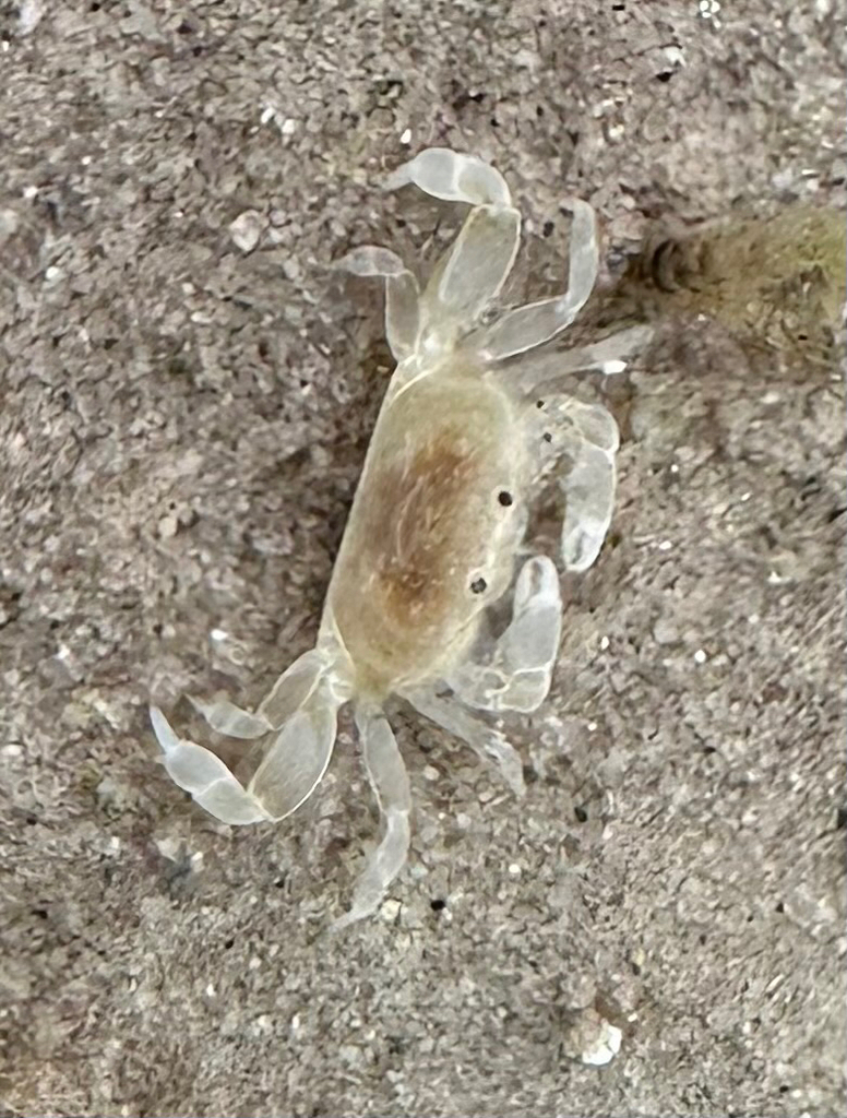 Pinnixa cylindrica
