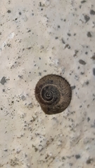 Xerotricha conspurcata