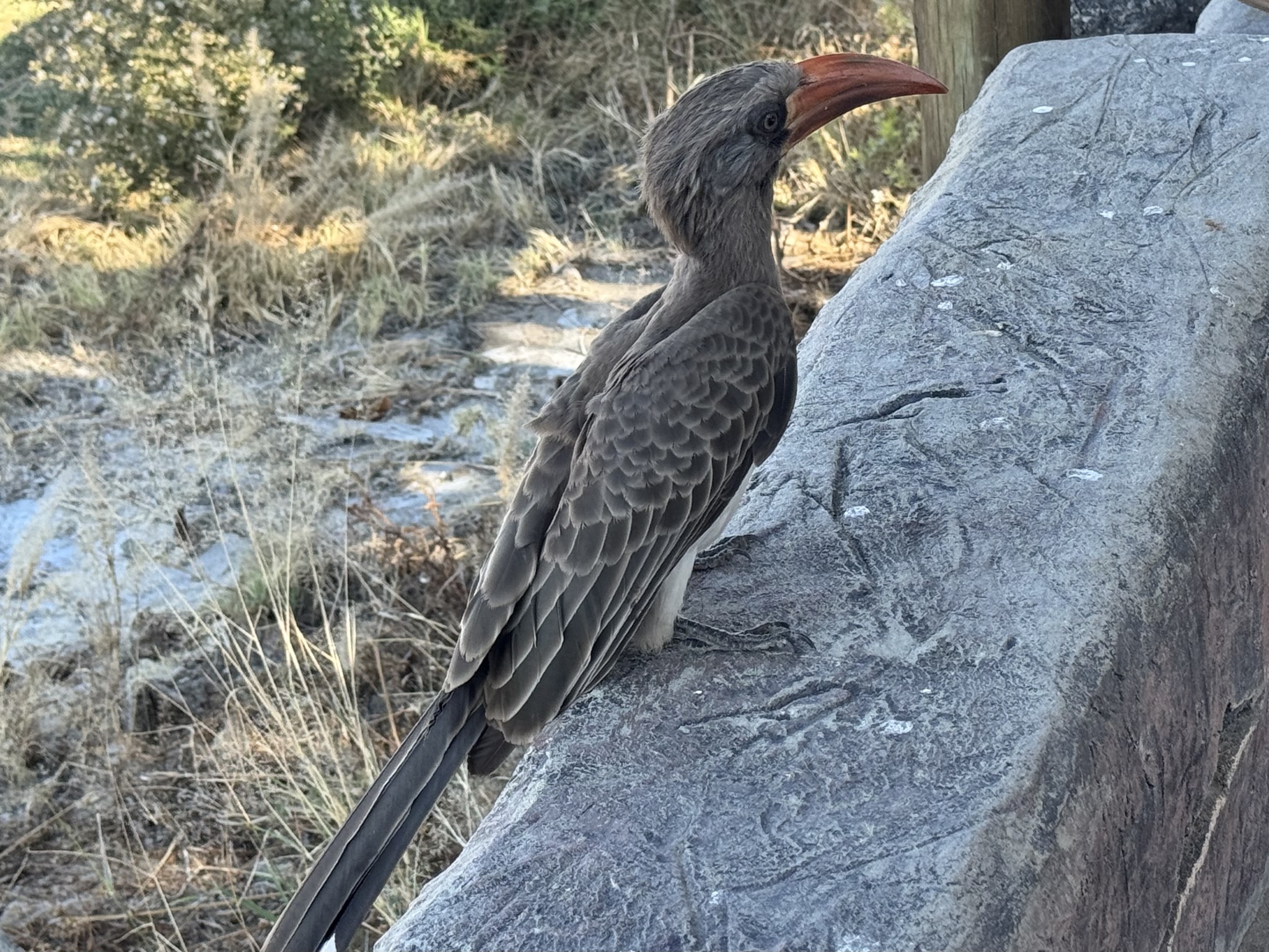 Bradfield's Hornbill (Lophoceros bradfieldi), photo 2