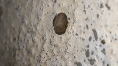 Xerotricha conspurcata