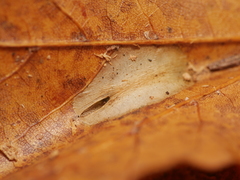 Phyllonorycter joannisi
