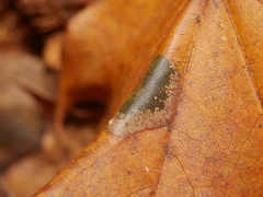 Phyllonorycter joannisi