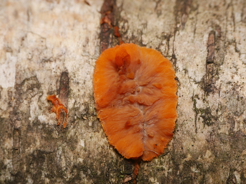 Wrinkled Crust (Phlebia radiata)