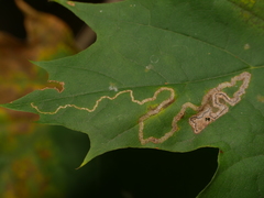 Stigmella aceris