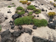 Limonium bollei image