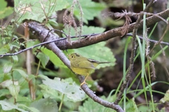 Phylloscopus whistleri