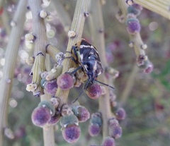 Aplerotus