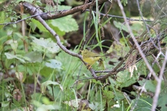 Phylloscopus whistleri