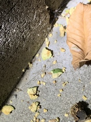 Pholcidae