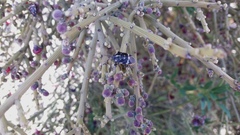 Aplerotus