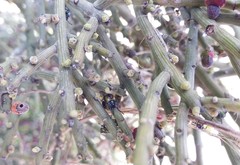 Aplerotus